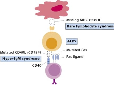 Bare lymphocyte syndrome