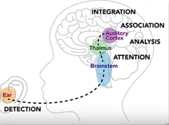 Central auditory processing disorder